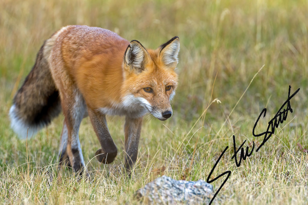 Wildlife - Website initial